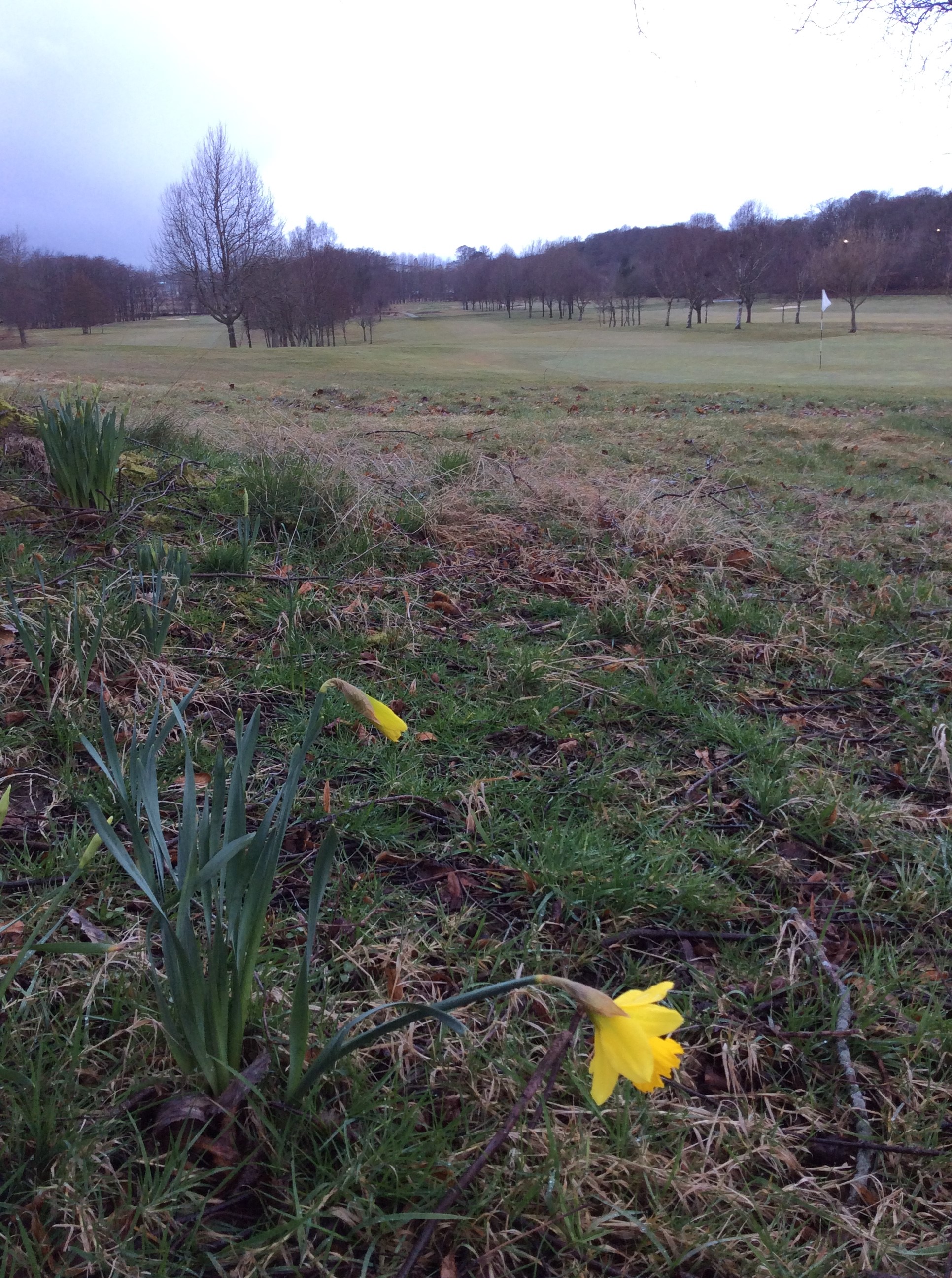 Mostly full greens hopefully!