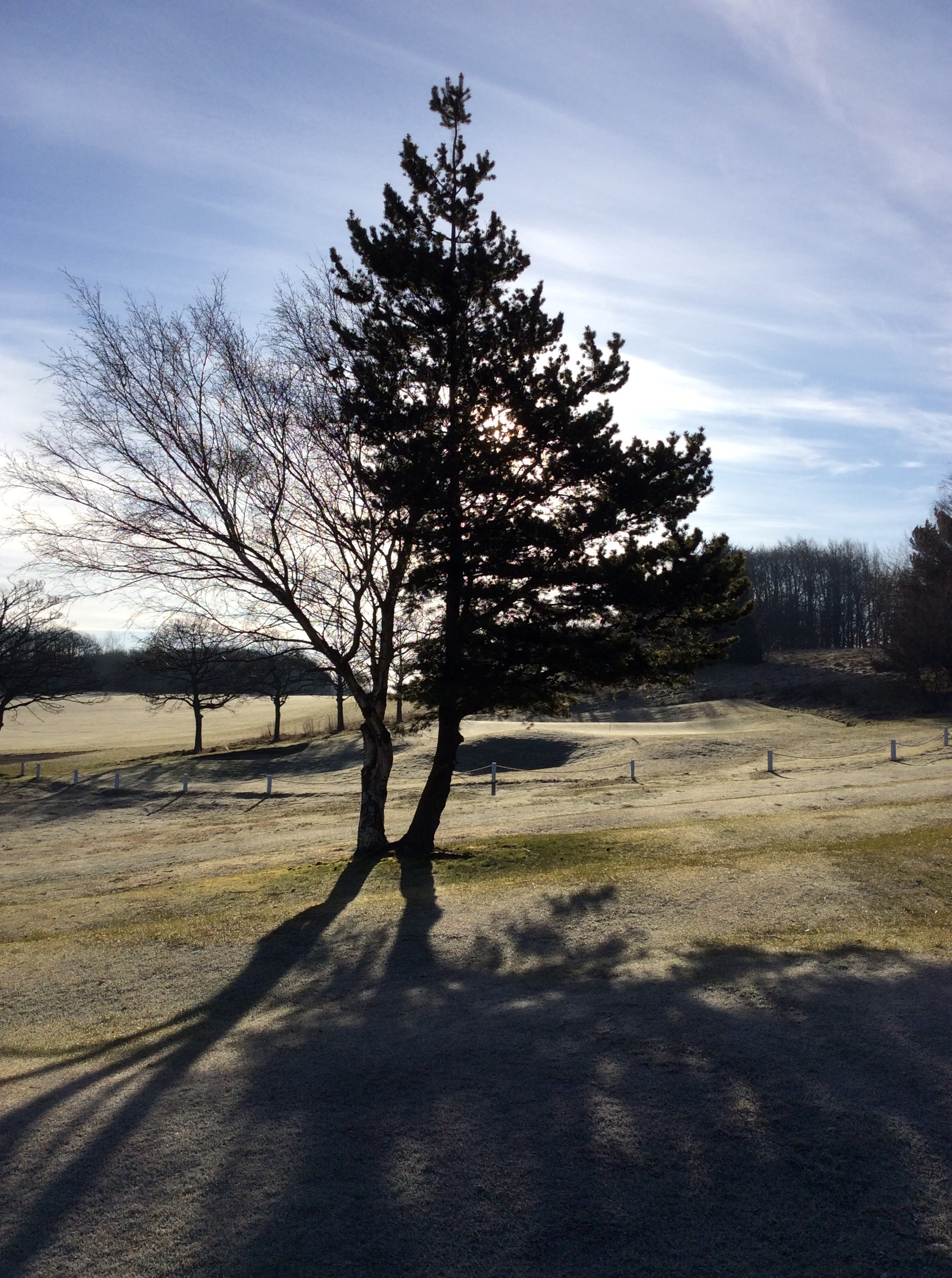 Winter Greens for Now