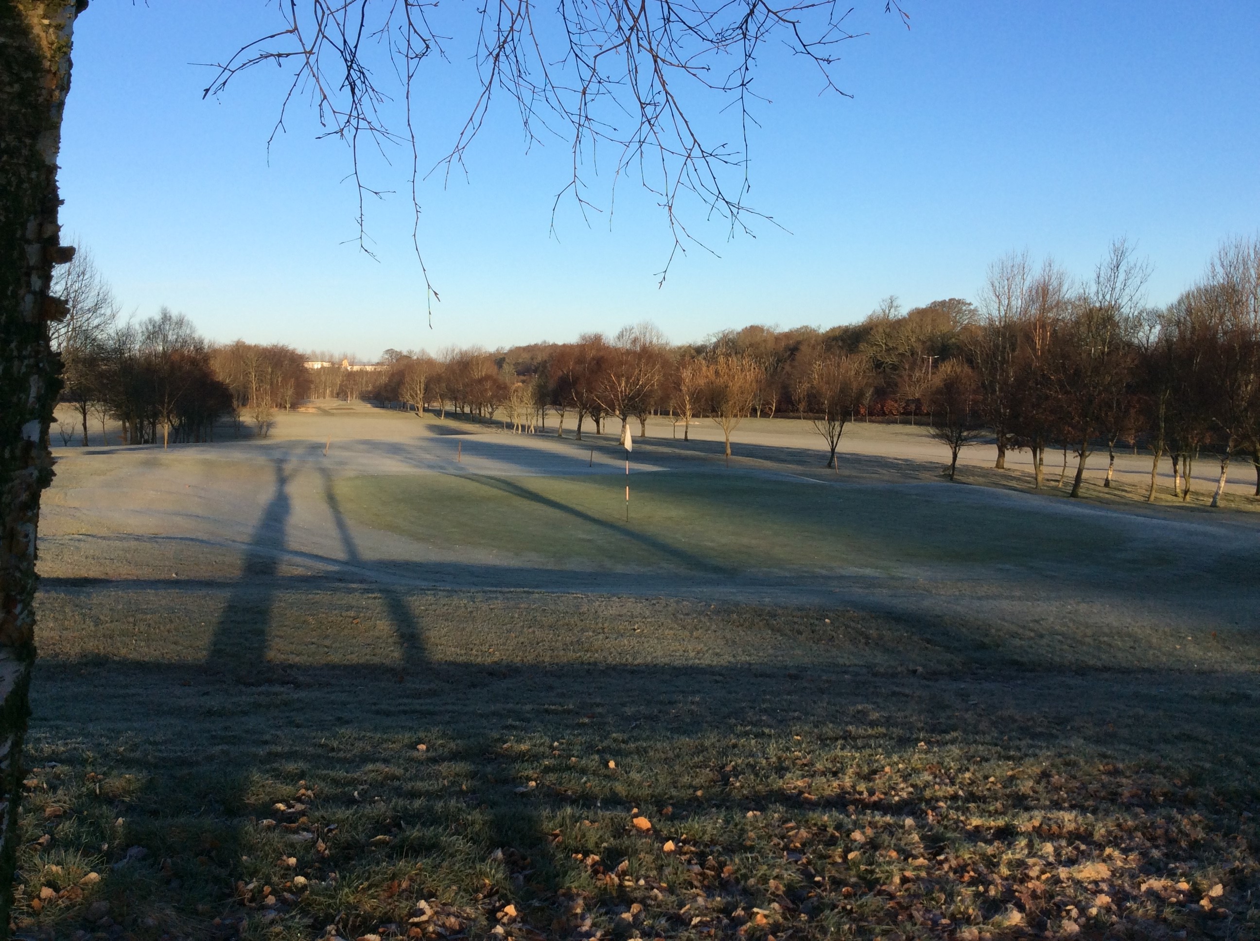 Winter Greens Due to Frost